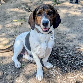 Destiny -  Basset Hound and Beagle Dog for Adoption in Mead, Colorado - Destiny | PetCurious