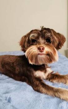 Rocket -  Yorkshire Terrier and Mixed Breed Dog for Adoption in Hampton, Virginia - Rocket | PetCurious