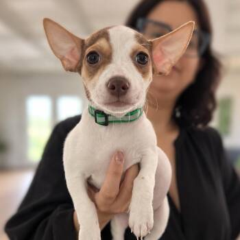 Toffee -  American Staffordshire Terrier and Chihuahua Dog for Adoption in Tampa, Florida - Toffee | PetCurious
