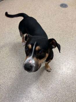 Bigby -  Mixed Breed Dog for Adoption in Harbor Springs, Michigan - Bigby | PetCurious