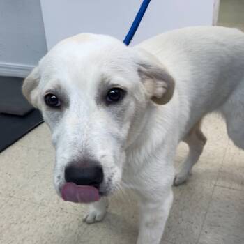 Rescue Flat Coated Retriever and Great Pyrenees Dogs for Adoption in Dallas, Texas - Nina | PetCurious