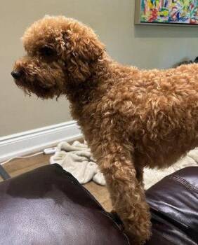 Suki -  Poodle Dog for Adoption in Toronto, Ontario - Suki | PetCurious