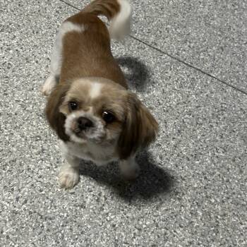 Shih Tzu Dogs Available for Adoption in Antwerp, Ohio - Stella  | PetCurious