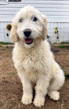 Great Pyrenees and Standard Poodle Dogs Available for Adoption - Lola | PetCurious