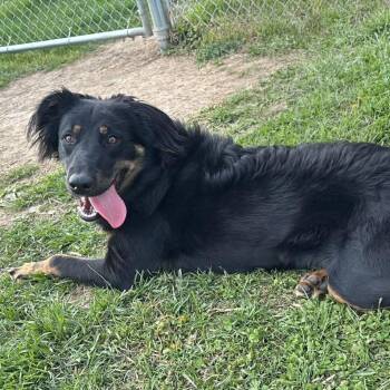 Ralph -  Shepherd Dog for Adoption in Marshalltown, Iowa - Ralph | PetCurious