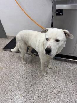 Siberian Husky and Mixed Breed Dogs Available for Adoption in Gastonia, North Carolina - Wonder | PetCurious