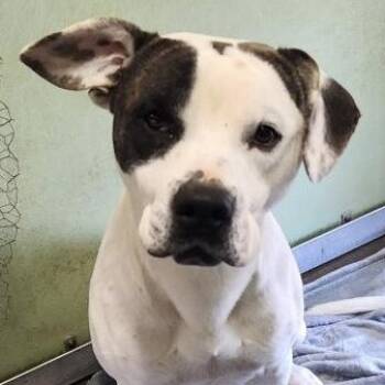 Rescue Terrier and Australian Cattle Dog Blue Heeler Dogs for Adoption in Springfield, Tennessee - Rocky- URGENT!! | PetCurious