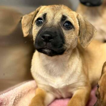 Boxer Dogs Available for Adoption - Eliza | PetCurious