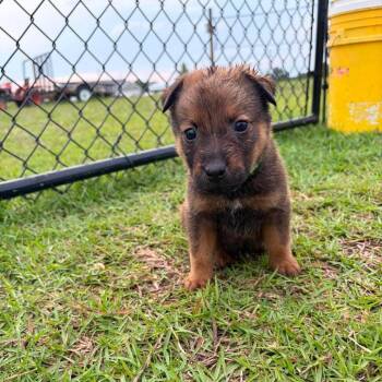 Snickers -  Labrador Retriever and Shepherd Dog for Adoption in Enterprise, Alabama - Snickers | PetCurious