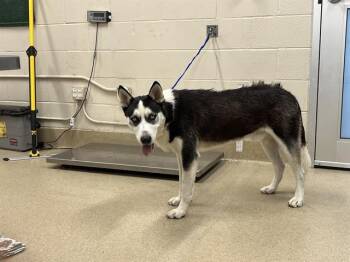 BORRIS -  Siberian Husky and Mixed Breed Dog for Adoption in Grand Prairie, Texas - BORRIS | PetCurious