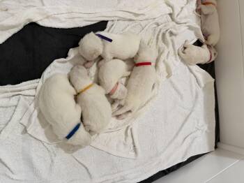 Artemis HTX -  Great Pyrenees Dog for Adoption in Quinlan, Texas - Artemis HTX | PetCurious