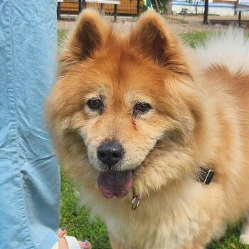 Kylie -  Chow Chow Dog for Adoption in Prescott, Arizona - Kylie | PetCurious