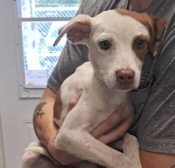 Wanda -  Pit Bull Terrier Dog for Adoption in Hollister, Missouri - Wanda | PetCurious