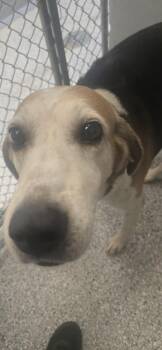 Hal -  Hound Dog for Adoption in Orange, Virginia - Hal | PetCurious