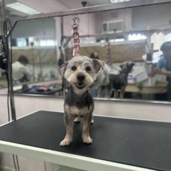 Teddy Ruxpin -  Yorkshire Terrier Dog for Adoption in New York, New York - Teddy Ruxpin | PetCurious