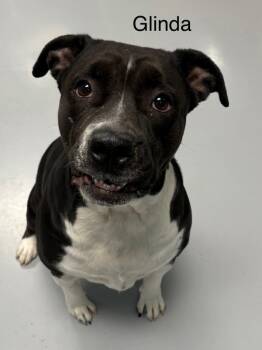 Rescue Pit Bull Terrier Dogs for Adoption in Topeka, Kansas - Glinda | PetCurious