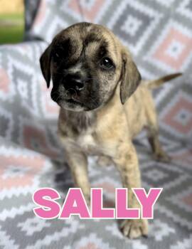 Sally -  Mixed Breed Dog for Adoption in Shalimar, Florida - Sally | PetCurious