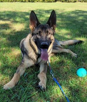 Torque -  German Shepherd Dog Dog for Adoption in Lovingston, Virginia - Torque | PetCurious