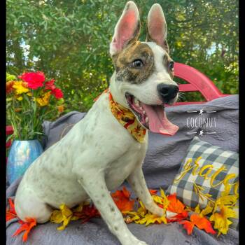 Rescue Jack Russell Terrier and Hound Dogs for Adoption in Sebring, Florida - Coconut | PetCurious
