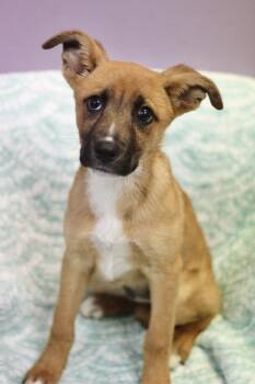 Debbie in NH. Come Meet our Adoptable Dogs Wednesday-Saturday. M -  Shepherd Dog for Adoption in Manchester, New Hampshire - Debbie In NH. Come Meet Our Adoptable Dogs Wednesday-Saturday. M | PetCurious