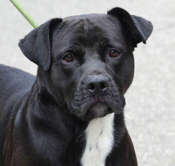 Terrier Dogs Available for Adoption in Millfield, Ohio - Breeze | PetCurious