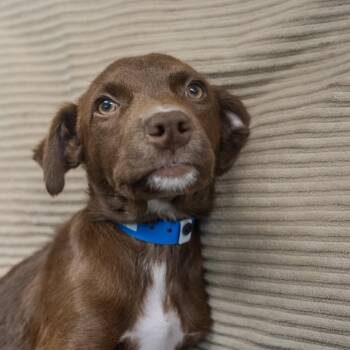 Hound and Mixed Breed Dogs Available for Adoption in Pawling, New York - Elliott | PetCurious