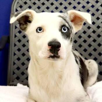 Australian Shepherd Dogs Available for Adoption in Fort Davis, Texas - Gojo | PetCurious