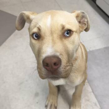 MJ -  Pit Bull Terrier Dog for Adoption in Clavet, Saskatchewan - MJ | PetCurious