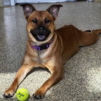Cleo -  Mixed Breed Dog for Adoption in Merriam, Kansas - Cleo | PetCurious