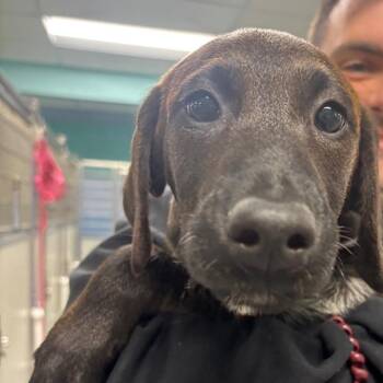 Patrick (Available off-site on 11/8) -  Airedale Terrier Dog for Adoption in Briarcliff Manor, New York - Patrick (Available Off-site On 11/8) | PetCurious