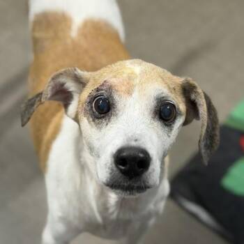 Hiccup -  Beagle Dog for Adoption in Sacramento, California - Hiccup | PetCurious