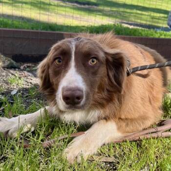 Australian Shepherd Dogs Available for Adoption - Miley | PetCurious