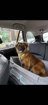 Corgi Dogs Available for Adoption - Slug | PetCurious