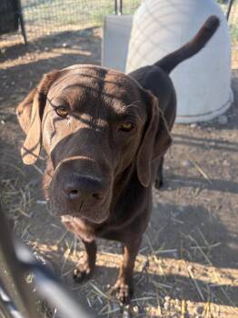 Hershey -  Labrador Retriever Dog for Adoption in Challis, Idaho - Hershey | PetCurious