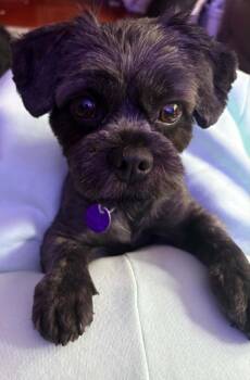 Everly -  Shih Tzu Dog for Adoption in Rockford, Illinois - Everly | PetCurious