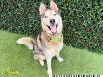 BLUEY -  Mixed Breed Dog for Adoption in West Palm Beach, Florida - BLUEY | PetCurious