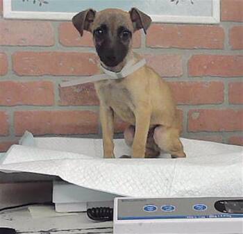 A2094741 -  German Shepherd Dog and Mixed Breed Dog for Adoption in Houston, Texas - A2094741 | PetCurious