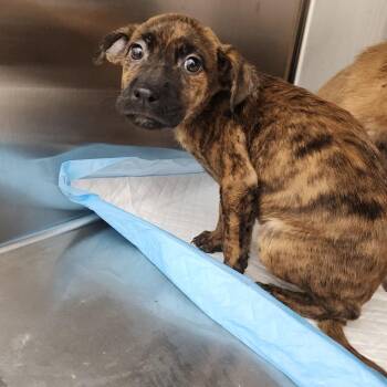 Morgan -  Labrador Retriever and Terrier Dog for Adoption in Clearwater, Florida - Morgan | PetCurious