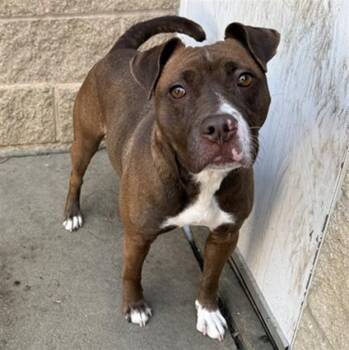 Pit Bull Terrier Dogs Available for Adoption - GIA | PetCurious