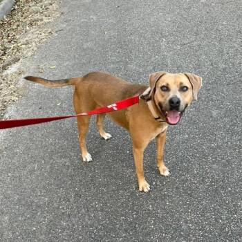 Culver -  Shepherd Dog for Adoption in Savannah, Georgia - Culver | PetCurious