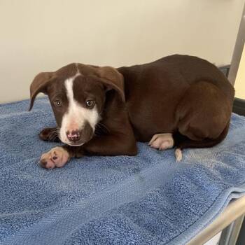 Retriever and Terrier Dogs Available for Adoption - Mary Anne | PetCurious