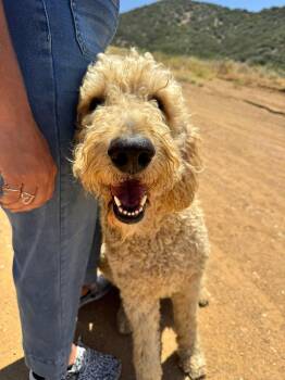 Standard Poodle and Labrador Retriever Dogs Available for Adoption in San Diego, California - Ferrell | PetCurious