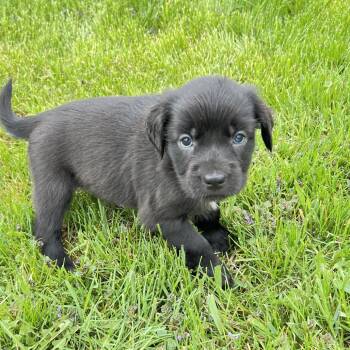 Labrador Retriever and Mixed Breed Dogs Available for Adoption in Wadena, Minnesota - Donettes | PetCurious