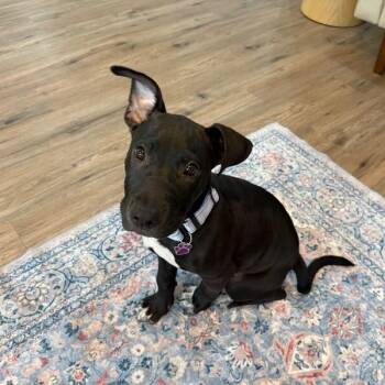 Champion Little Victory -  Pit Bull Terrier and Staffordshire Bull Terrier Dog for Adoption in Friendswood, Texas - Champion Little Victory | PetCurious