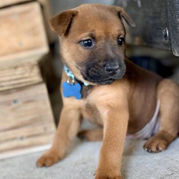 Cappy -  Australian Cattle Dog Blue Heeler Dog for Adoption in Liverpool, Texas - Cappy | PetCurious