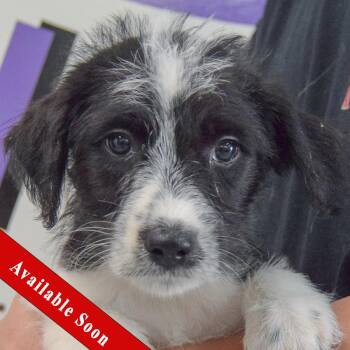 Camie -  Poodle and Australian Cattle Dog Blue Heeler Dog for Adoption in Huntley, Illinois - Camie | PetCurious