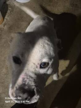 American Staffordshire Terrier Dogs Available for Adoption in San Antonio, Texas - DIZZY | PetCurious