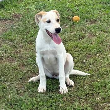 Jackie -  Labrador Retriever Dog for Adoption in West Point, Mississippi - Jackie | PetCurious