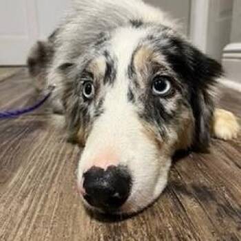 River -  Australian Shepherd Dog Available for Adoption in Wekiwa Springs, Florida - River | PetCurious