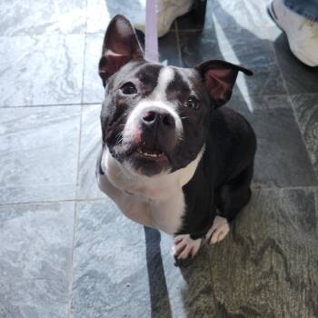 Barley -  Boston Terrier and Mixed Breed Dog for Adoption in Clearwater, Florida - Barley | PetCurious